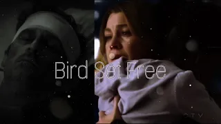 Derek/Meredith/Zola | Bird Set Free