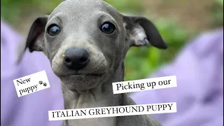 PICKING UP OUR NEW PUPPY… Italian Greyhound