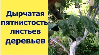 КЛЯСТЕРОСПОРИОЗ . ДЫРЧАТАЯ ПЯТНИСТОСТЬ ЛИСТЬЕВ