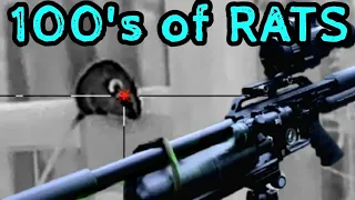 Huge Rat Infestation: Nighttime Tactics || Air rifle rat kill