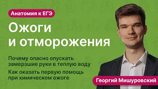 6.111. Ожоги и отморожения | Анатомия к ЕГЭ | Георгий Мишуровский