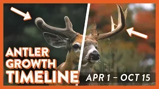 Whitetail Deer Antler Growth Timeline