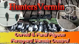 Air Rifle Hunting Corvid And Feral Pigeon Farmyard Vermin Control