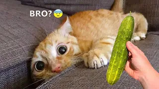 The Funniest Cat Moments of All Time 🐕😻 Funny Animal Moments ❤️