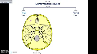 Overview of Head Interior (Cranial Cavity 2 - Venous Sinuses and Arteries) - Dr. Ahmed Farid