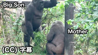 Maybe it won't be long before son gorilla leaves his parents.Gentaro | Momotaro family