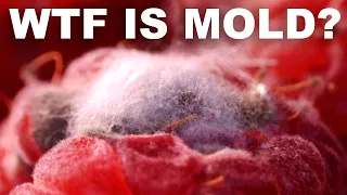 Is moldy food really that dangerous? (We're not sure, but don't risk it.)