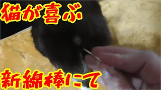 みーちゃん猫が定位置にそこでじっと待っていたので撮影開始、新品の綿棒もあけてワクワクする猫…春の匂いがする