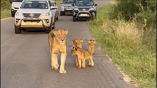 Lioness and Little Cubs Cutest Road Block Ever in Kruger National Park,