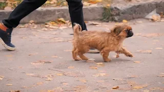 Обережно булінг - соціальний ролик