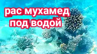 Шарм эль Шейх 2021 г. Подводный мир - Рас Мухамед.