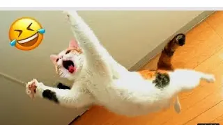 Funny Animal Videos 2023 😂 - Funniest Cats And Dogs Video😺😍#330