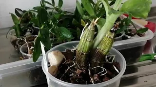 Орхидея катасетум сморщилась