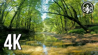 Relaxing sounds of nature. A gentle forest river with the singing of mountain birds.