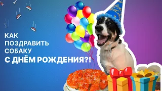 КАК ПОЗДРАВИТЬ СОБАКУ С ДНЕМ РОЖДЕНИЯ? / HOW TO CONGRATULATE A DOG ON BIRTHDAY