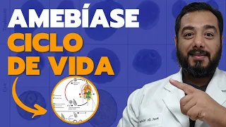 Forma infectante da Entamoeba histolytica | Ciclo da amebíase | Parasitologia | Prof. Victor Proença