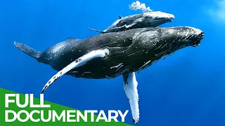 World of the Wild | Episode 7: The Open Ocean | Free Documentary Nature