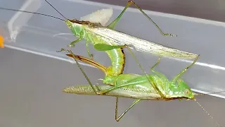 Спаривание кузнечиков мечников (Conocephalus fuscus) Conohead katydid mating.