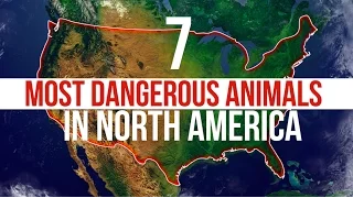 7 Most Dangerous Animals in North America