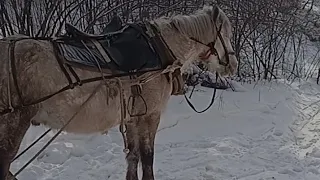 работа в лесу с лошадьми, трелевка лес #horses #лошади