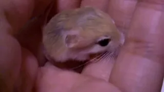 chirp of  Pigmy Jerboa baby