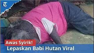 Awas Syirik! Lepaskan Babi Hutan Viral di Muratara