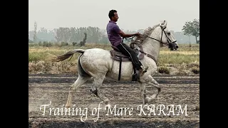 Horse training of mare Karam by famous horse trainer Jugal singh ji by manu sharma photography