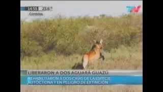 Temaikèn en los medios - Liberaron dos aguará guazú - TN Todo Noticias