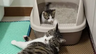 The Rescued Kitten Shows His Power to the Big Cat with a Punch │ Episode.13