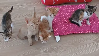 kittens with mothers are lucky