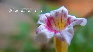 A colourful summer | Cinematic nature video | Fluttering leaves