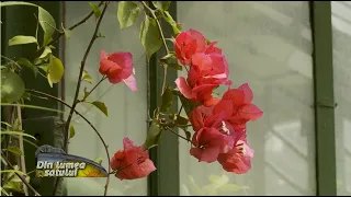 Bougainvillea sau floarea de hârtie - îngrijire și înmulțire