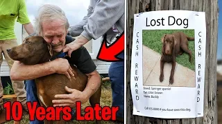 Top 5 LOST DOGS FOUND & REUNITED WITH THEIR OWNERS! Boy Finds Lost Dog After 10 Years, Happy Dog