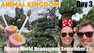 Disney World Honeymoon, Day 3 – Animal Kingdom | Aussie and the Brit