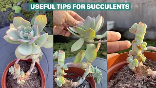 10 Useful Tips For Your Succulents | 10 Mẹo chăm sóc sen đá|  多肉植物| 다육이들 | Suculentas
