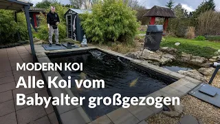 Jans selbstgebauter 16.000 Liter Teich | Modern Koi Blog #6649