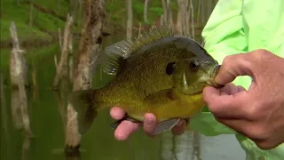 Bluegill Fishing Tips