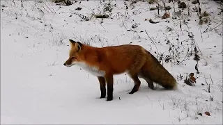 Rod Young Photography - Red Fox - Roadside