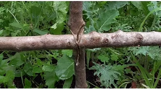 Gardening Knots - Easy DIY Trellis With A Transom Knot