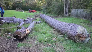 WHAT TO DO WITH FALLEN TREES ON YOUR PROPERTY!!!!  MAKE A FENCE LINE