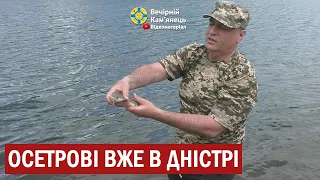 Володимир Мельниченко випустив більше 1000 особин малька осетрової риби до Дністра