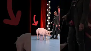 when pigs are... pigging on live TV