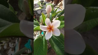 My plumerias in blooming season