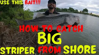 Sacramento River Striper Fishing (How To Catch Bigger Striper)