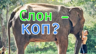 В Таиланд  потянулись туристы со всего мира и Сибири #1