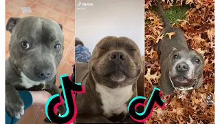 😍 Funny and Cute Staffordshire Bull Terrier Dogs and Puppies TikTok Compilation 😂