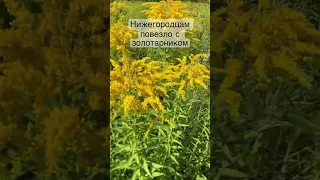 Золотарник в августе в Нижнем Новгороде/мёд с золотарника #пчеловодство #роеловство