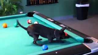 Chihuahua Dog Playing Pool - Amadeus