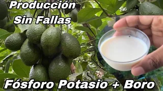 🥑🥑Increíble floración del Aguacatero ,con fósforos potasio Boro y zinc