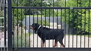 Rottweiler on guard